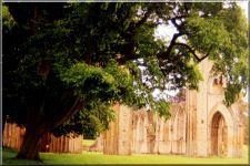 Abbey51