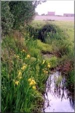 BogPlants2