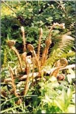 Bracken1