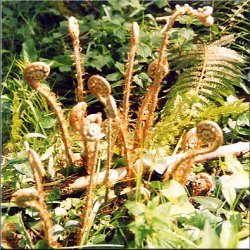 Bracken
