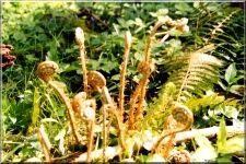 Bracken2