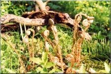 Bracken3