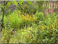 Our fairylike cottage garden!
