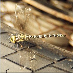 Dragonfly