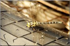Dragonfly1