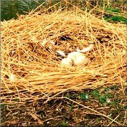 Eggs