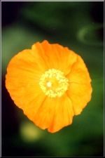 Flower1