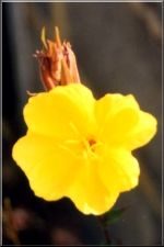 Flower2