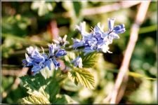 Flowers01