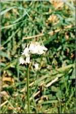 Flowers03
