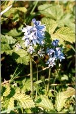 Flowers04