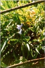Flowers05
