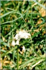 Flowers07