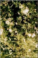 Flowers08