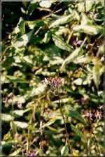 Flowers10
