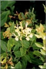 Flowers11