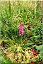 Flowers12