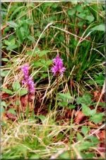 Flowers13