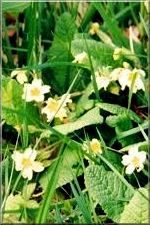 Flowers14
