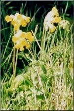 Flowers15