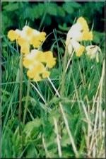 Flowers16