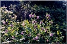 Flowers17