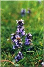 Flowers18