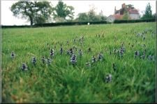 Flowers20