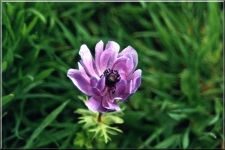 Flowers22