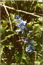 Flowers23