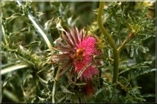 Flowers24