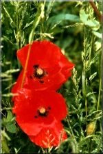 Flowers25
