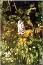 Flowers26