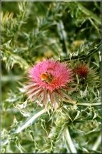 Flowers27
