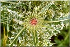 Flowers28