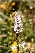 Flowers29