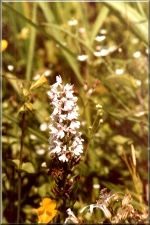 Flowers30