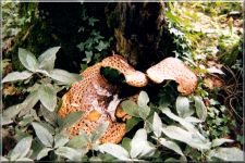 Fungi05