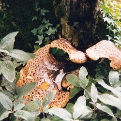 Fungi