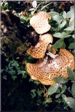 Fungi06
