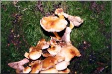 Fungi07