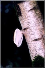 Fungi08