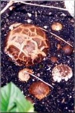 Fungi09