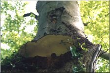 Fungi10