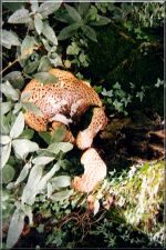 Fungi11