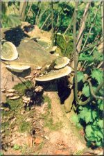 Fungi12