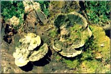 Fungi14