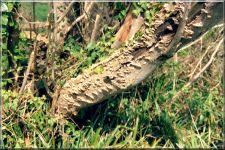 Fungi15