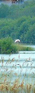 Shapwick Heath