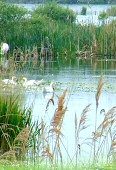 Shapwick Heath